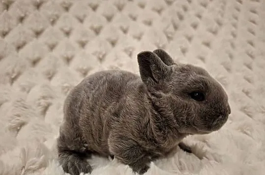 Króliczek miniaturka królik karzełek rex niebieski Orange  mini lop, Wielkopolskie, Jarocin