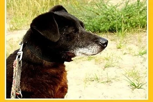 10kg,idealna,łagodna,spokojna,bardzo grzeczna sucz