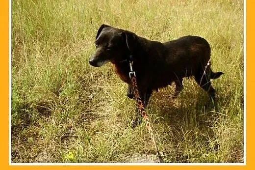 10kg,idealna,łagodna,spokojna,bardzo grzeczna sucz