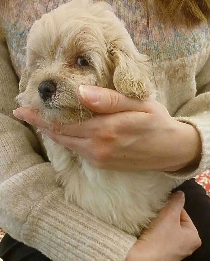 Maltipoo - szczeniaczki - kolor beżowy, Mazowieckie, Wyszków