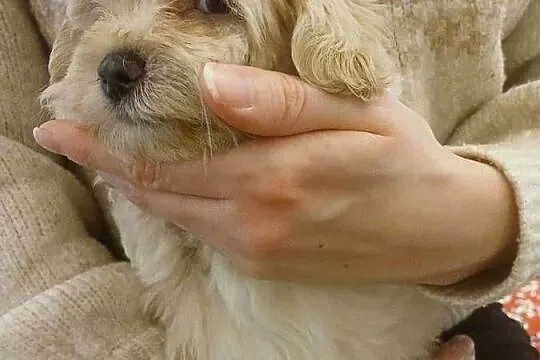 Maltipoo - szczeniaczki - kolor beżowy, Mazowieckie, Wyszków