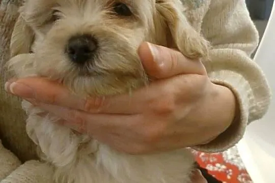 Maltipoo - szczeniaczki - kolor beżowy, Mazowieckie, Wyszków