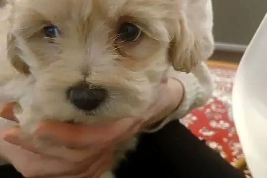 Maltipoo - szczeniaczki - kolor beżowy, Mazowieckie, Wyszków