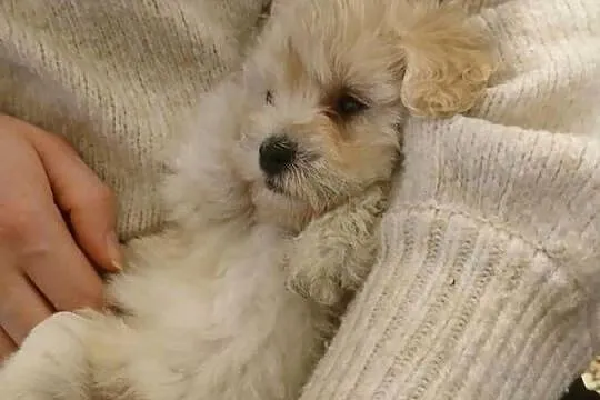 Maltipoo - szczeniaczki - kolor beżowy, Mazowieckie, Wyszków