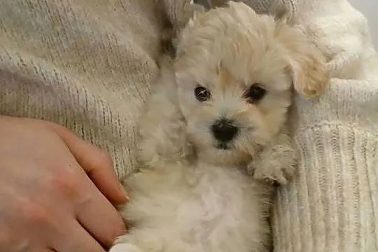 Maltipoo - szczeniaczki - kolor beżowy, Mazowieckie, Wyszków