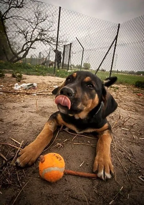 Lhotse do adopcji! , mazowieckie Warszawa