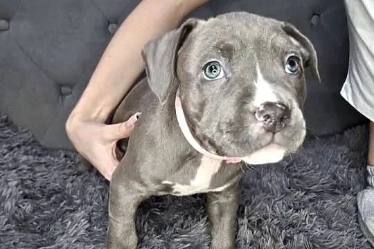 Amstaff szczeniak, blue, wyprawka, metryka, czip.
