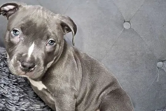 Amstaff szczeniak, blue, wyprawka, metryka, czip., Łódzkie, Grabów
