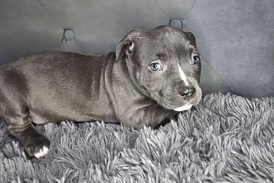 Amstaff szczeniak, blue, wyprawka, metryka, czip., Łódzkie, Grabów