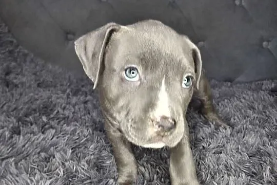 Amstaff szczeniak, blue, wyprawka, metryka, czip., Łódzkie, Grabów