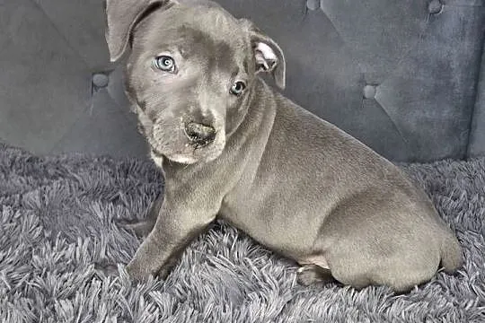 Amstaff szczeniak, blue, wyprawka, metryka, czip., Łódzkie, Grabów
