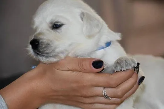 Szczenięta Golden Retriever ZKwP FCI, Mazowieckie, Łochów