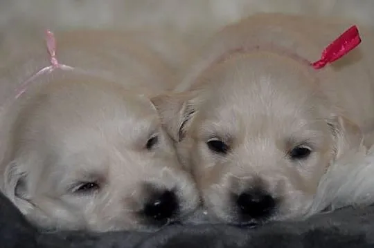Szczenięta Golden Retriever ZKwP FCI, Mazowieckie, Łochów