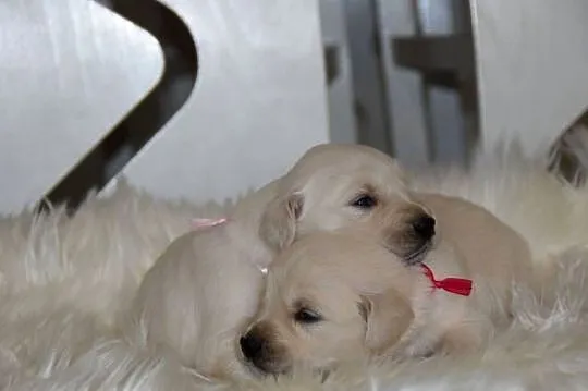 Szczenięta Golden Retriever ZKwP FCI, Mazowieckie, Łochów