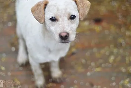 Przyjazna Pepa, SZCZENIAK, piękna suczka do adopcj