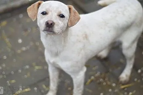 Przyjazna Pepa, SZCZENIAK, piękna suczka do adopcj