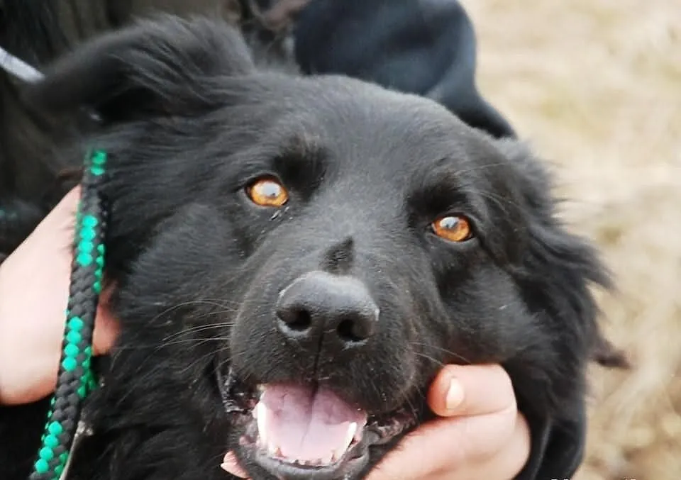 Romeo - mix goldena i labradora, uroczy, kochany,
