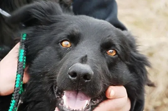 Romeo - mix goldena i labradora, uroczy, kochany, 