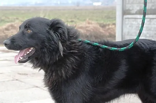 Romeo - mix goldena i labradora, uroczy, kochany, 