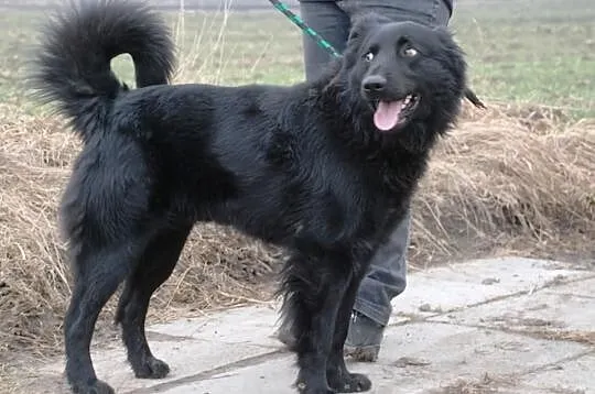 Romeo - mix goldena i labradora, uroczy, kochany, 