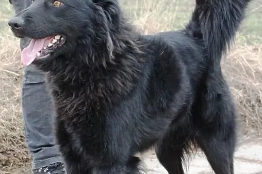 Romeo - mix goldena i labradora, uroczy, kochany, 