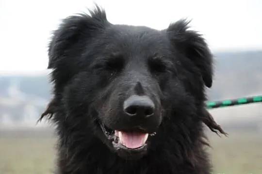 Romeo - mix goldena i labradora, uroczy, kochany, 