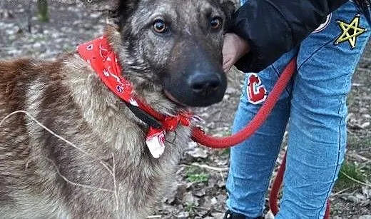 Azor z interwencji, PSI DZIECIAK pilnie szuka domu