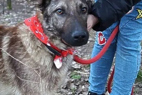 Azor z interwencji, PSI DZIECIAK pilnie szuka domu