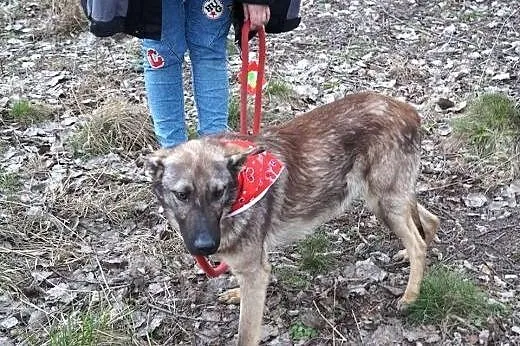 Azor z interwencji, PSI DZIECIAK pilnie szuka domu