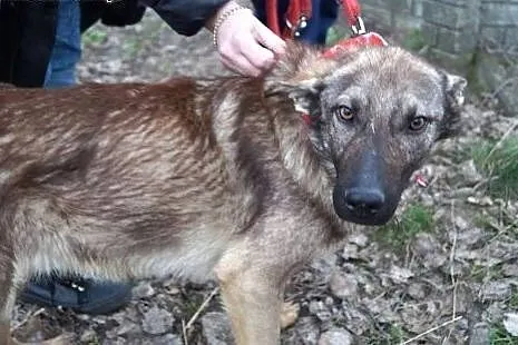 Azor z interwencji, PSI DZIECIAK pilnie szuka domu