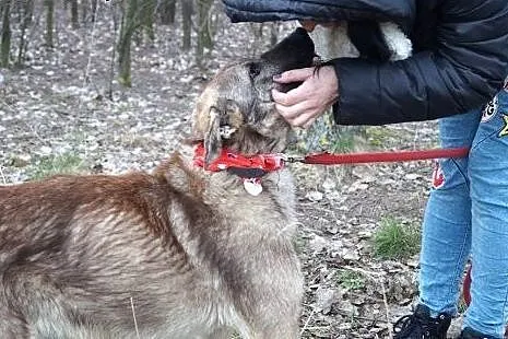 Azor z interwencji, PSI DZIECIAK pilnie szuka domu