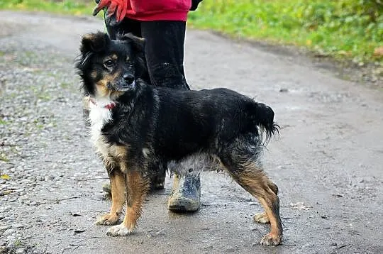 Niekonfliktowa Fruzia, niewielka i wyjątkowa, grzeczna i wesoła!, Pomorskie, Gdańsk