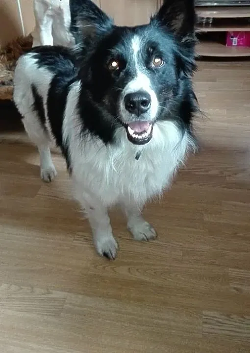 Roki młody psiak w typie Border Collie , mazowiec