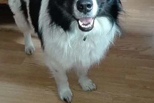 Roki młody psiak w typie Border Collie , mazowieckie Warszawa