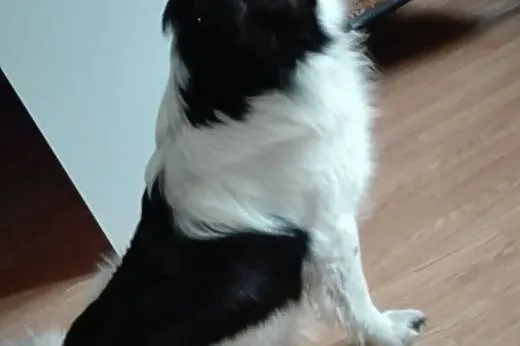 Roki młody psiak w typie Border Collie ,  mazowiec