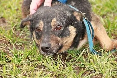 Heniutka nie miała łatwego życia daj jej szansę adoptuj ją i pokochaj,  Kundelki cała Polska