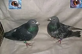 Likwidacja gołębnika rozpłodowego-gołębie pocztowe, Sieradz