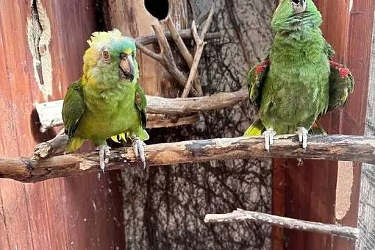 Para Amazonki Żółtokarka 2005r. Amazona auropalliata