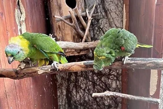 Para Amazonki Żółtokarka 2005r. Amazona auropalliata, Śląskie, Wodzisław Śląski