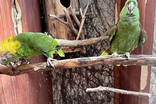 Para Amazonki Żółtokarka 2005r. Amazona auropalliata, Śląskie, Wodzisław Śląski