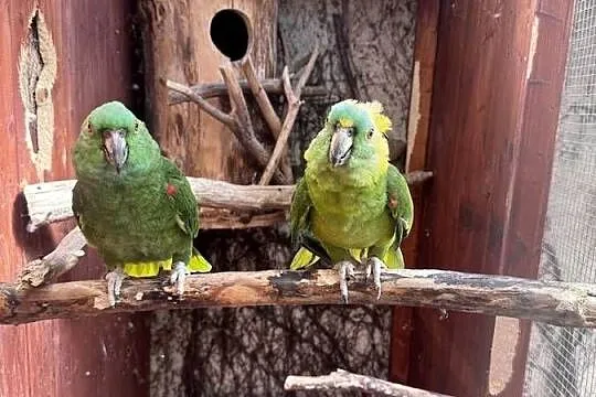 Para Amazonki Żółtokarka 2005r. Amazona auropalliata, Śląskie, Wodzisław Śląski