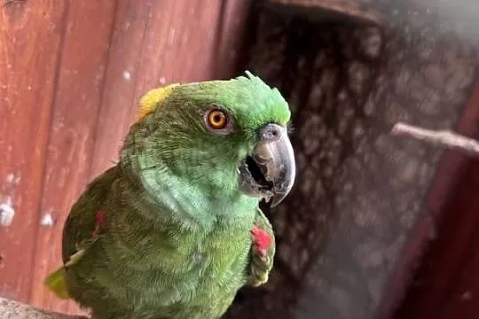 Para Amazonki Żółtokarka 2005r. Amazona auropalliata, Śląskie, Wodzisław Śląski