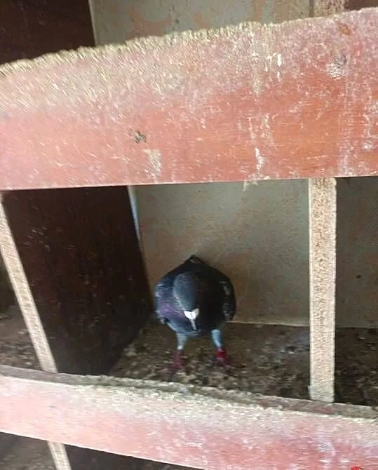 Sprzedam gołębie pocztowe 20 sztuk WYSYŁKA, Kujawsko-pomorskie, Osięciny
