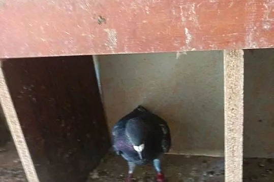 Sprzedam gołębie pocztowe 20 sztuk WYSYŁKA, Kujawsko-pomorskie, Osięciny