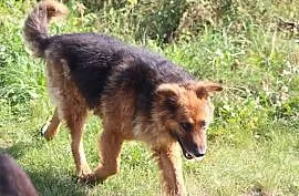 Hugo - 5 letni piękny, dostojny pies w typie owcza
