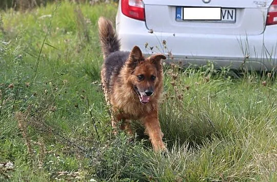 Hugo - 5 letni piękny, dostojny pies w typie owcza
