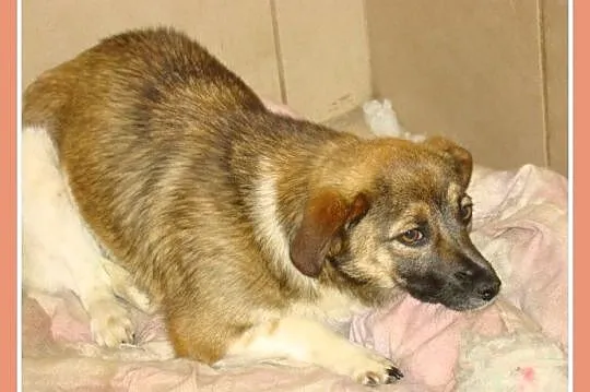 Waga 5 kg, łagodna,delikatna,grzeczna,roczna suczka MALUTKA_Adopcja_