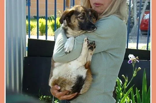 Waga 5 kg, łagodna,delikatna,grzeczna,roczna suczk
