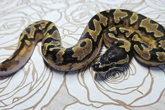 Wąż pyton królewski, python regius samiec