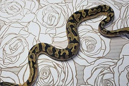 Wąż pyton królewski, python regius samiec, Dolnośląskie, Wrocław